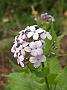 Lunaria rediviva